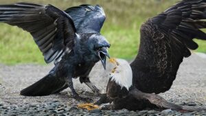 Do Crows Eat Other Birds? Understanding the Truth About Crow Feeding Habits