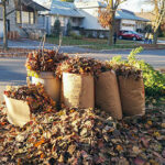 Yard Waste Removal Made Easy: The Complete Guide to a Cleaner, Healthier Outdoor Space